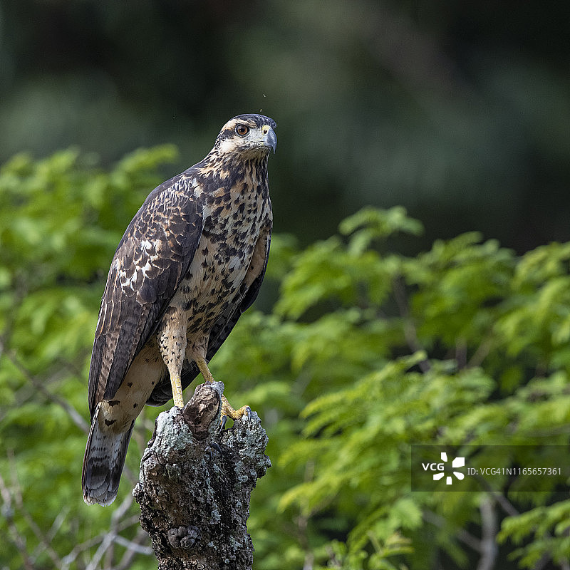 大黑鹰，巴西亚马逊雨林图片素材