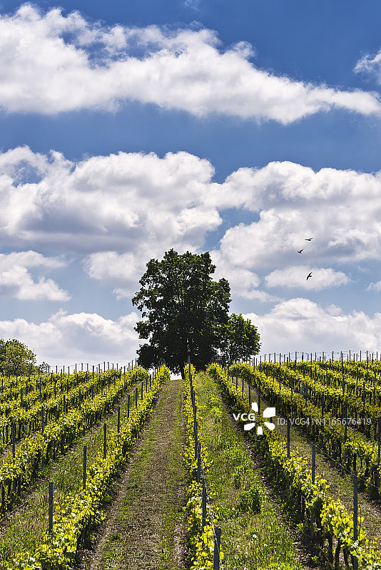 美好的一天图片素材
