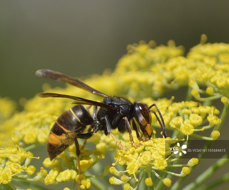 黑胸胡蜂在糙叶芹上的巢穴（亚洲大黄蜂）图片素材