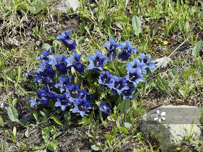 龙胆花在福尔马扎山谷中盛开图片素材