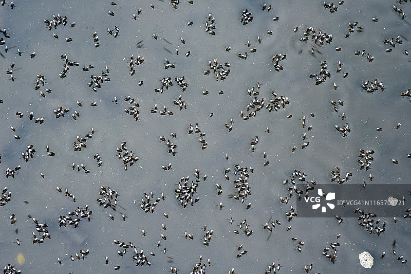 水面上的蚊子图片素材