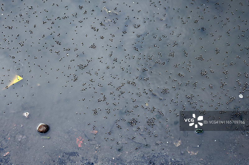 水面上的蚊子图片素材