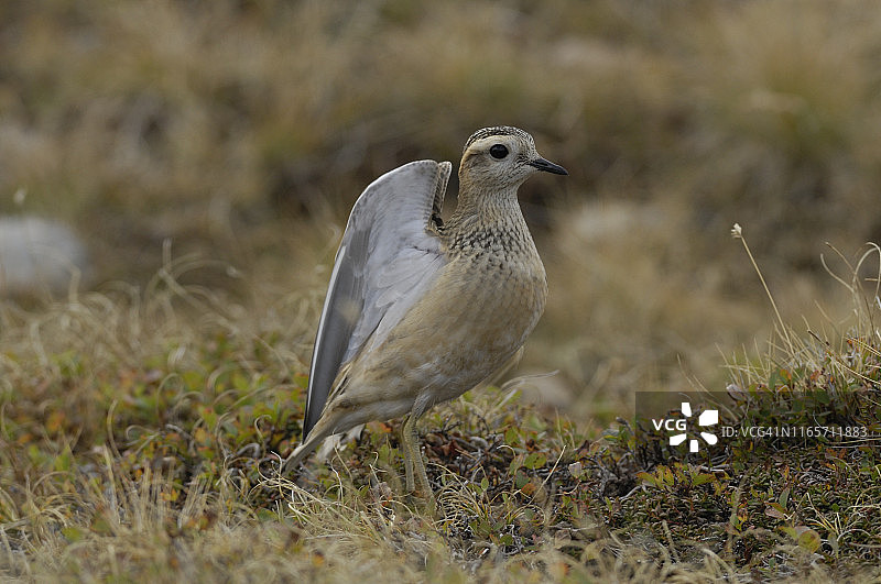 花田鸡图片素材