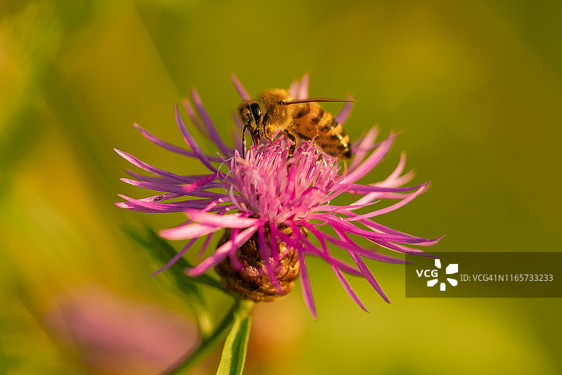 蜜蜂在矢车菊花上采蜜的特写图片素材