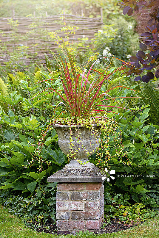 带红色朱蕉的装饰性混凝土花盆特写图片素材