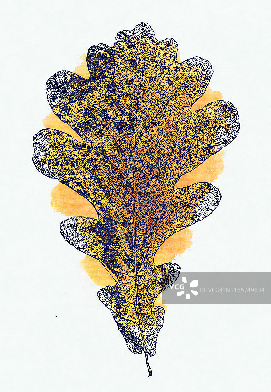 蓝色橡树叶植物标本秋季花束图片素材