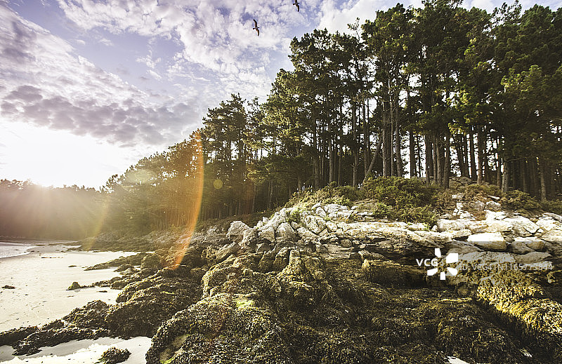 松树林中的阿里尼奥海滩日落图片素材
