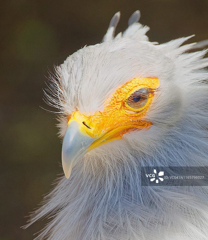 蛇鹫头部特写图片素材