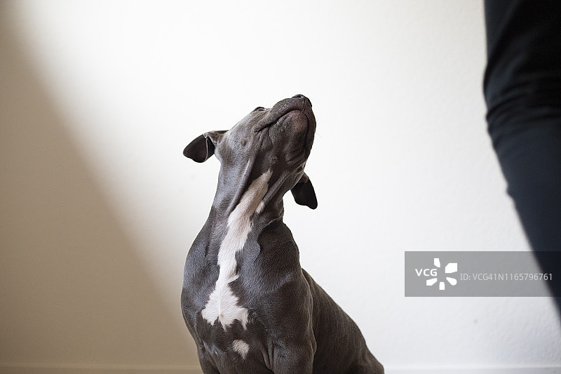 幼犬抬头看着主人图片素材