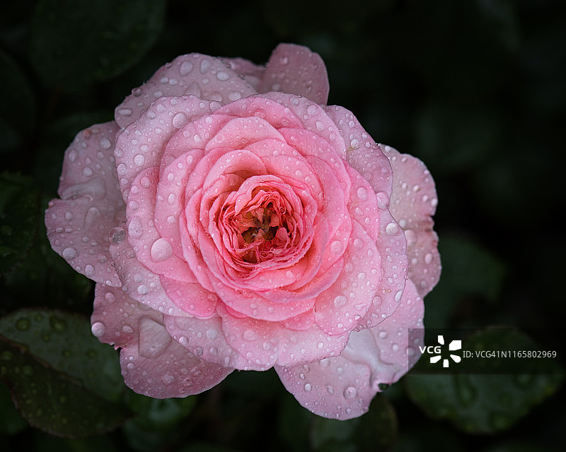 粉色玫瑰特写图片素材