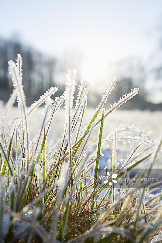 冬季的冰冻草图片素材