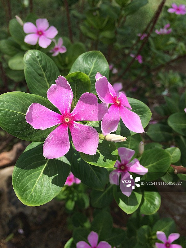 彩色花朵图片素材