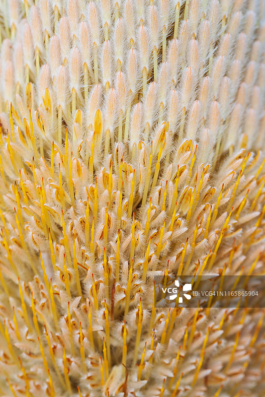 Banksia花朵盛开特写图片素材