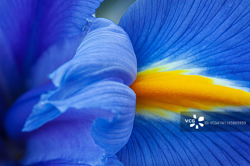 紫色鸢尾花特写图片素材