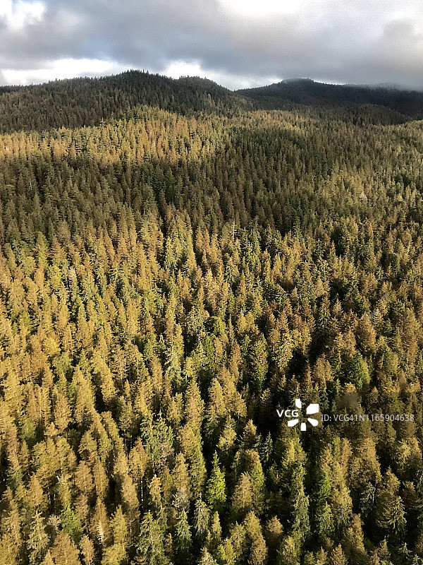 阿拉斯加海军部岛森林航拍图片素材