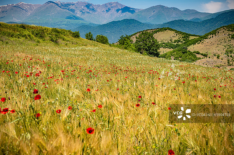 纳戈尔诺-卡拉巴赫山坡上的罂粟花田图片素材
