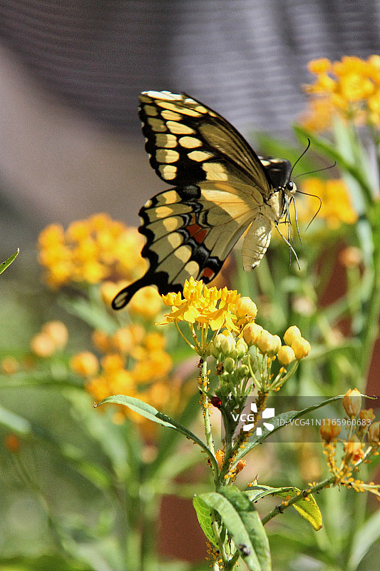 巨型燕尾蝶图片素材