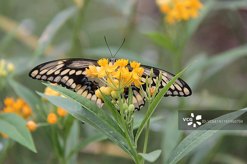 巨型燕尾蝶图片素材