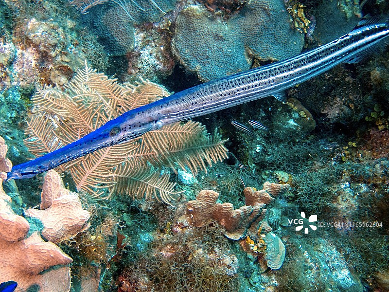 大开曼岛的喇叭鱼图片素材