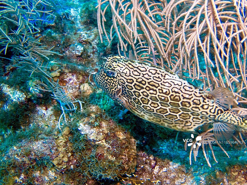 躲在礁石中的箱鲀，大开曼图片素材