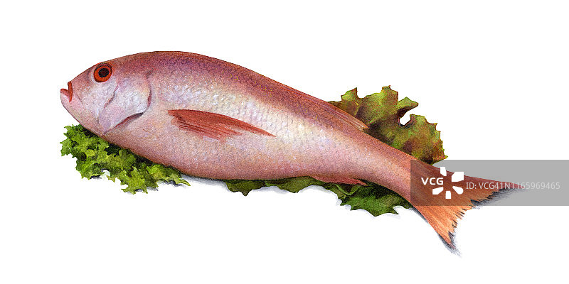 红鲷鱼图片素材