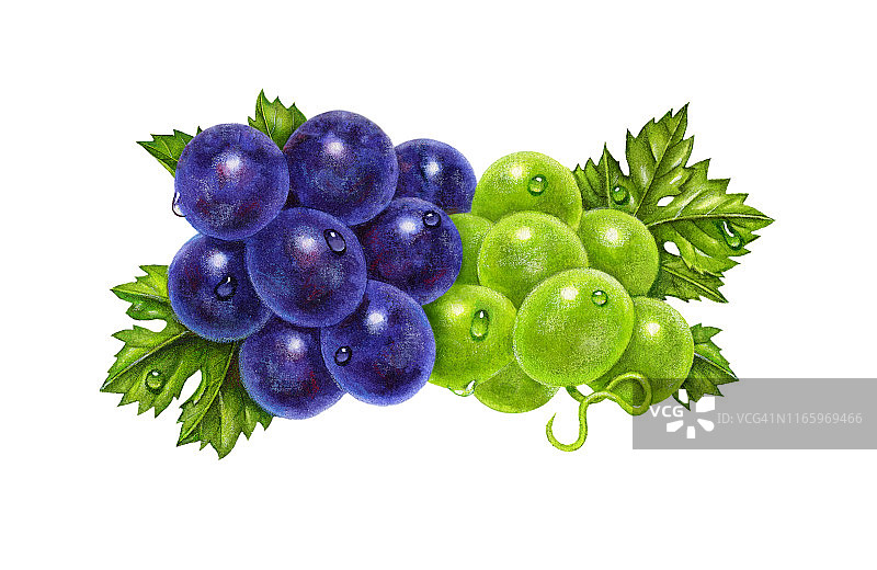 紫绿色葡萄图片素材