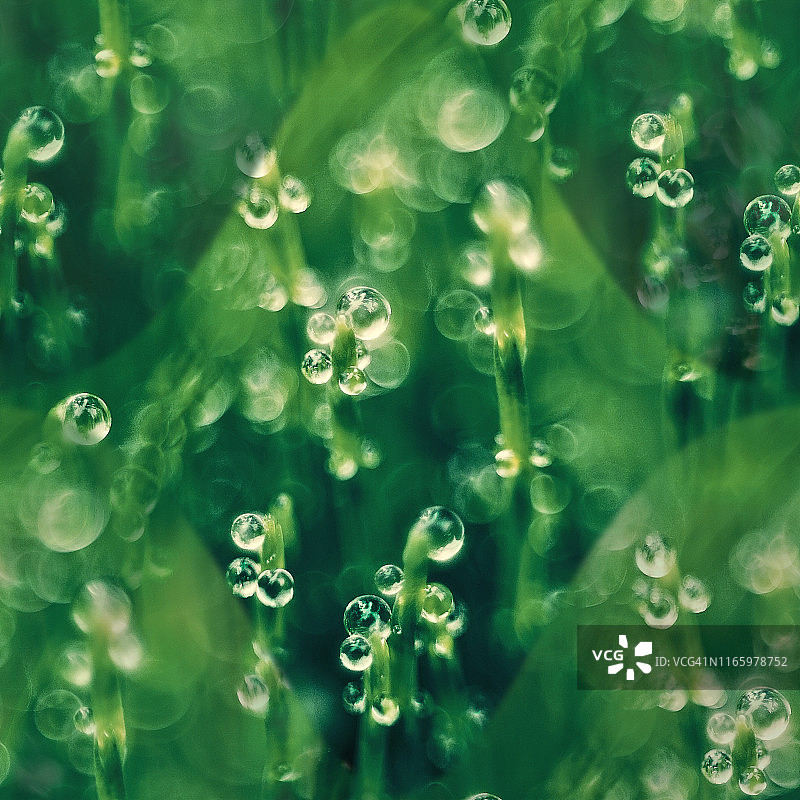 带露珠的绿草万花筒马赛克图案图片素材