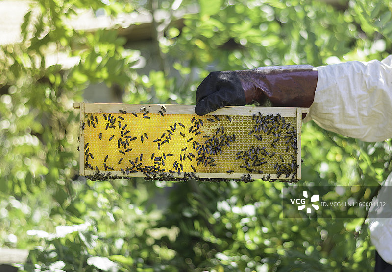 穿防护服的养蜂人检查蜂箱中的蜂巢图片素材