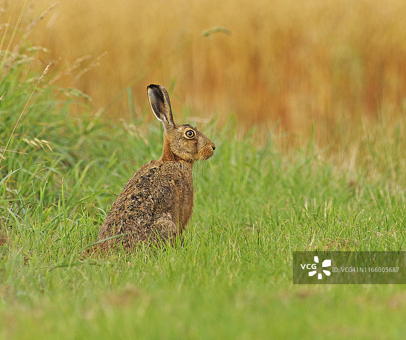 兔子(Lepus europaeus)图片素材