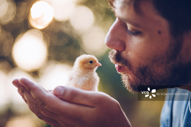 手中的小鸡图片素材
