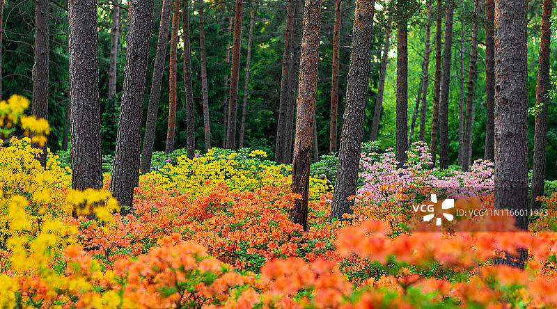 芬兰赫尔辛基的杜鹃公园图片素材