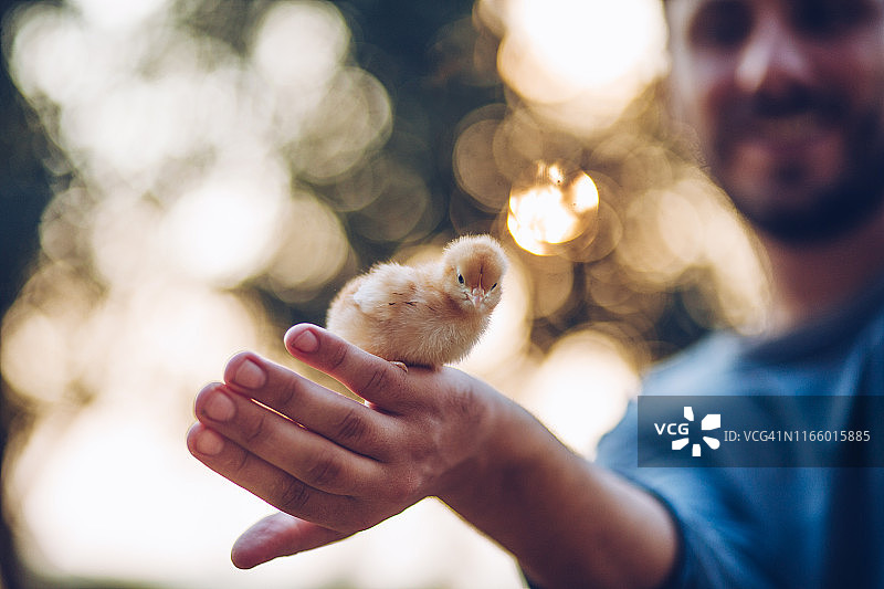 手中的小鸡图片素材