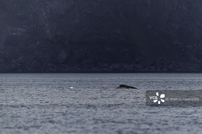 鄂霍次克海的弓头鲸图片素材