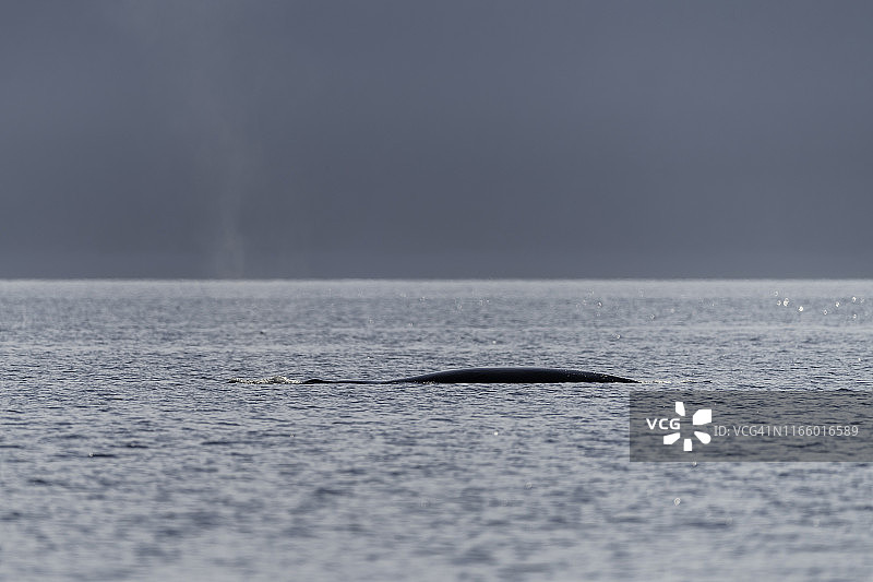 鄂霍次克海的弓头鲸图片素材