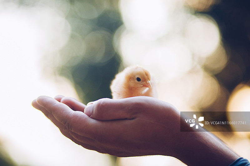 手中的小鸡图片素材