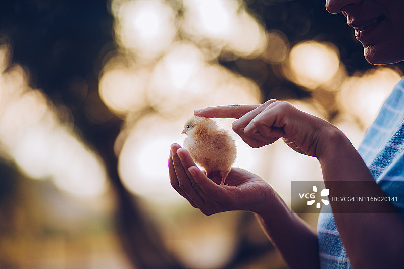 手中的小鸡图片素材