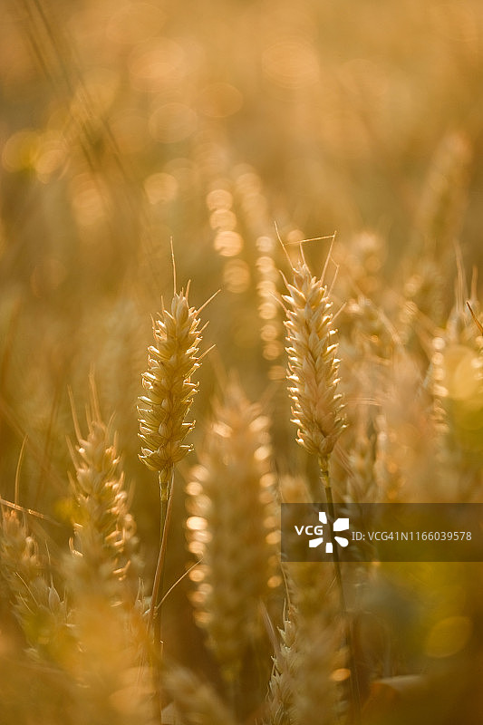 在傍晚阳光下的小麦田图片素材