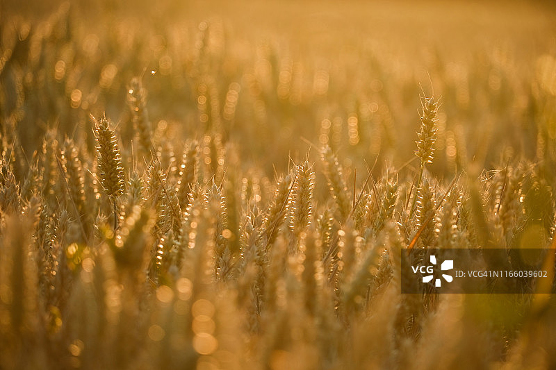 在傍晚阳光下的小麦田图片素材