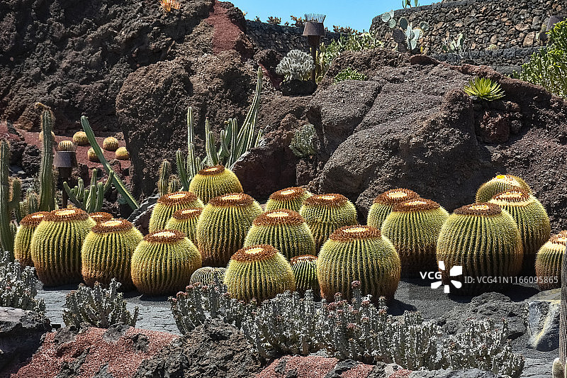 西班牙加那利群岛兰萨罗特岛上的金琥仙人掌群，2.5D效果图片素材