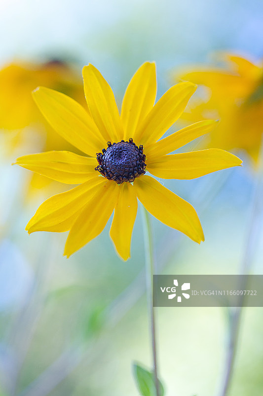 金光菊图片素材