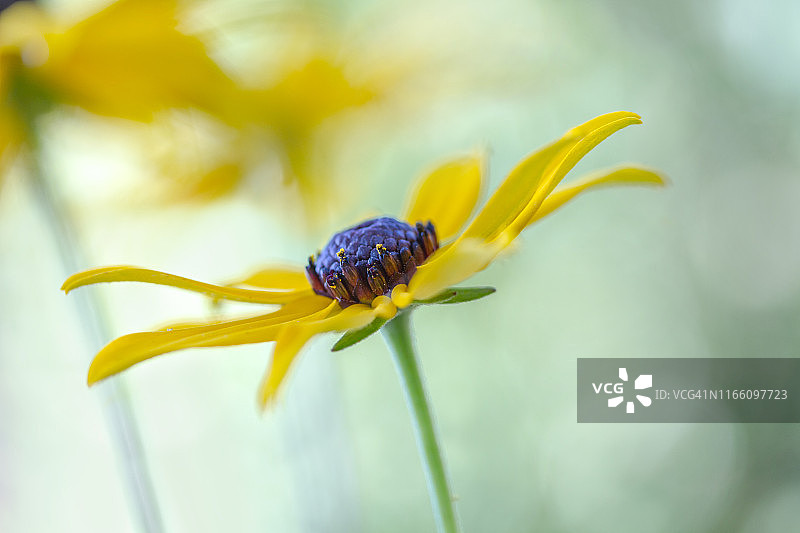 金光菊图片素材
