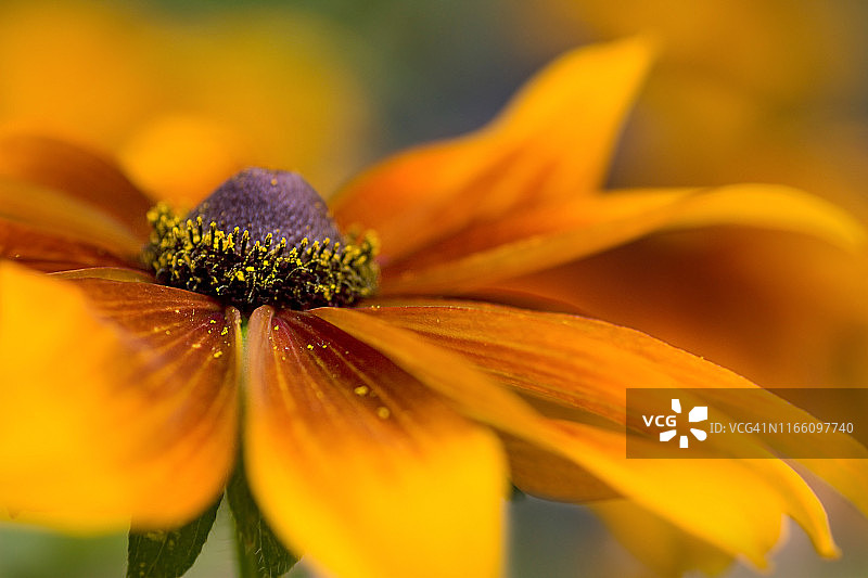 金光菊图片素材