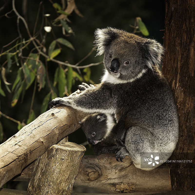 考拉母子图片素材