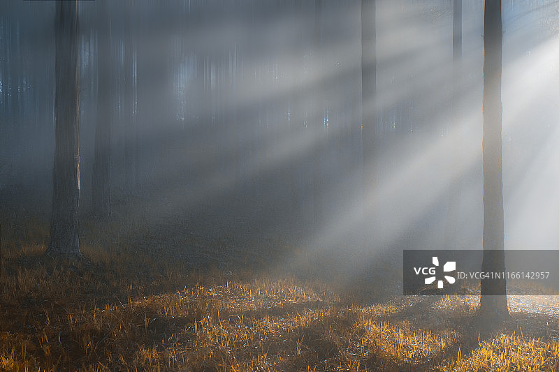 松树林中的光线图片素材