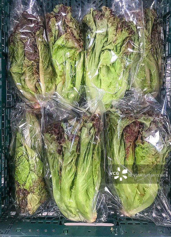 红叶生菜图片素材