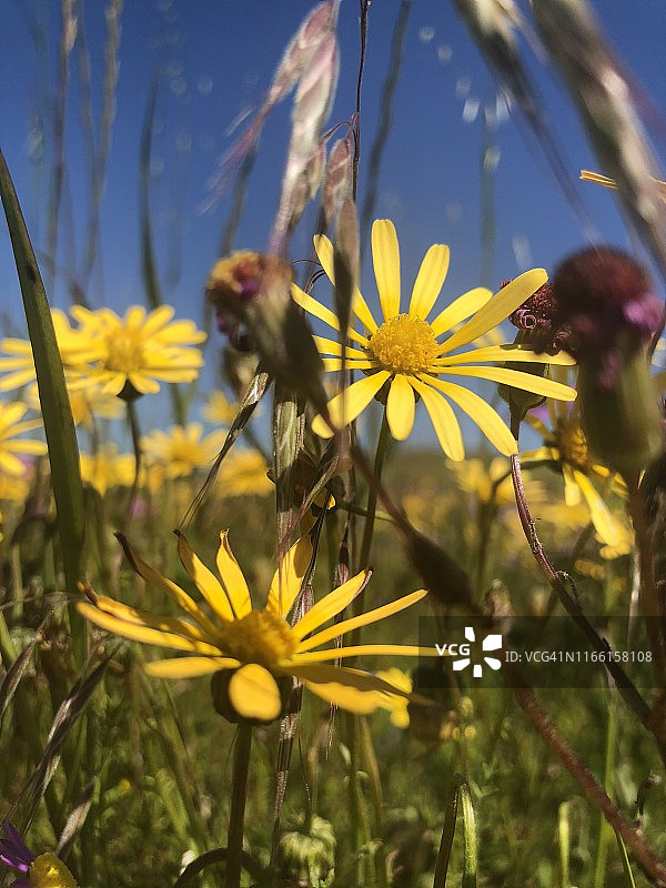 纳马夸兰雏菊图片素材