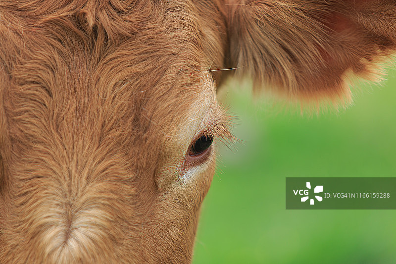 户外棕色奶牛特写图片素材