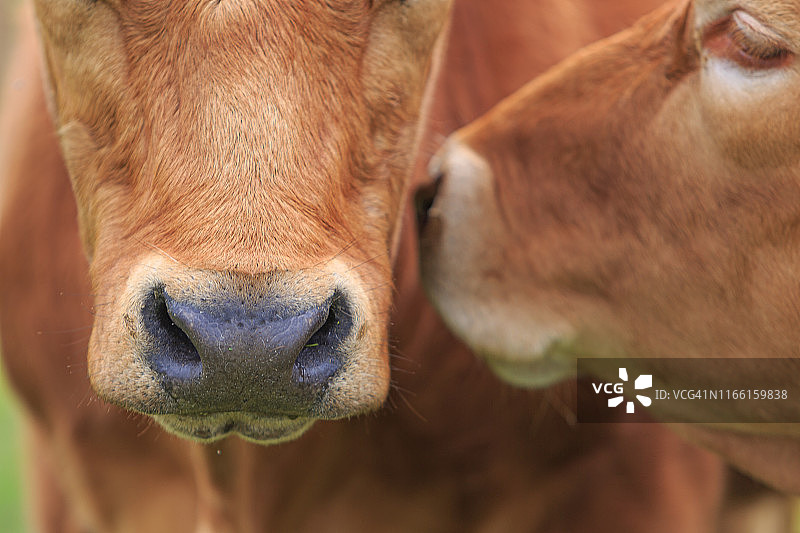 户外棕色奶牛特写图片素材