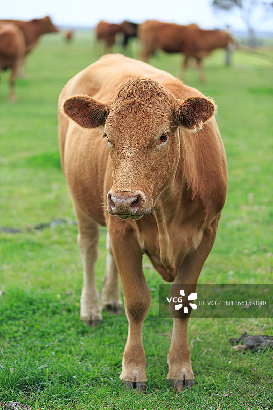 户外棕色奶牛特写图片素材