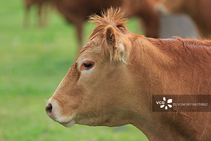 户外棕色奶牛特写图片素材